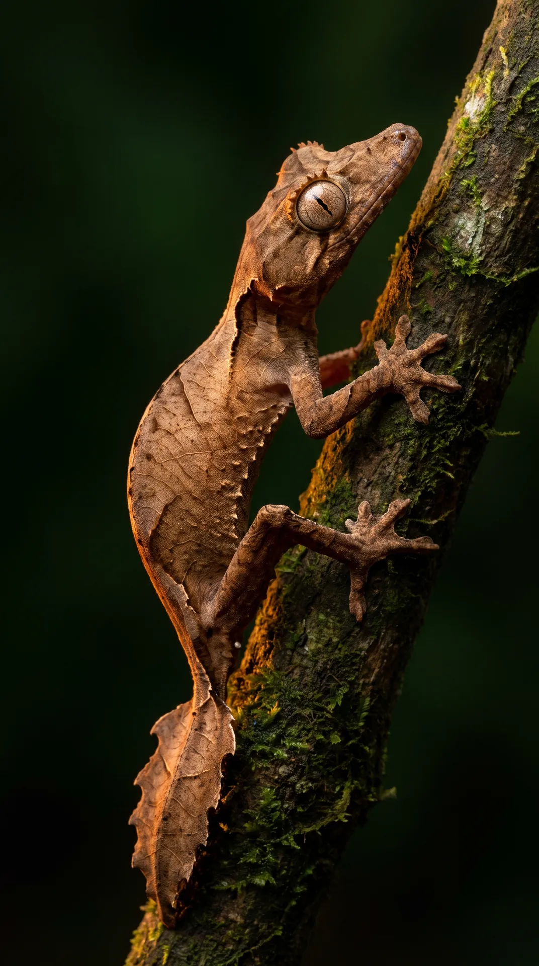 Satanic Leaf-Tailed Gecko