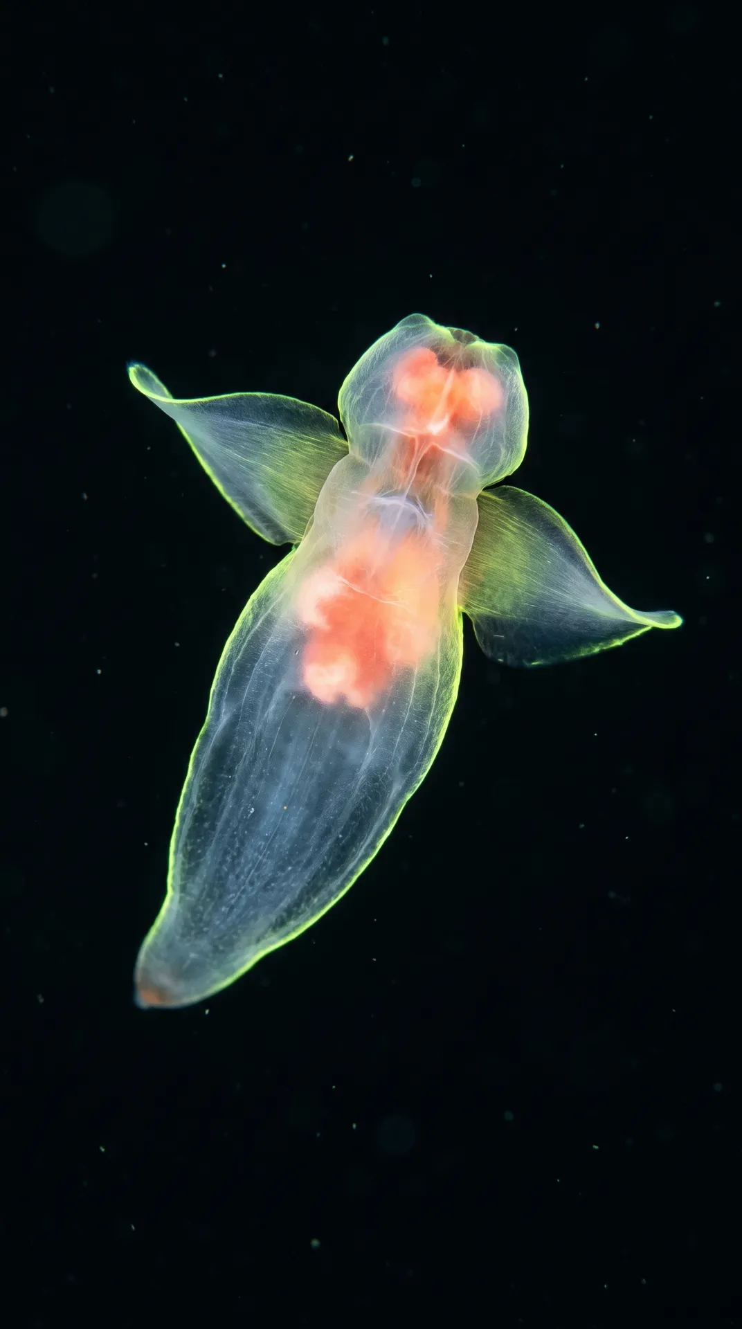 Sea Angel