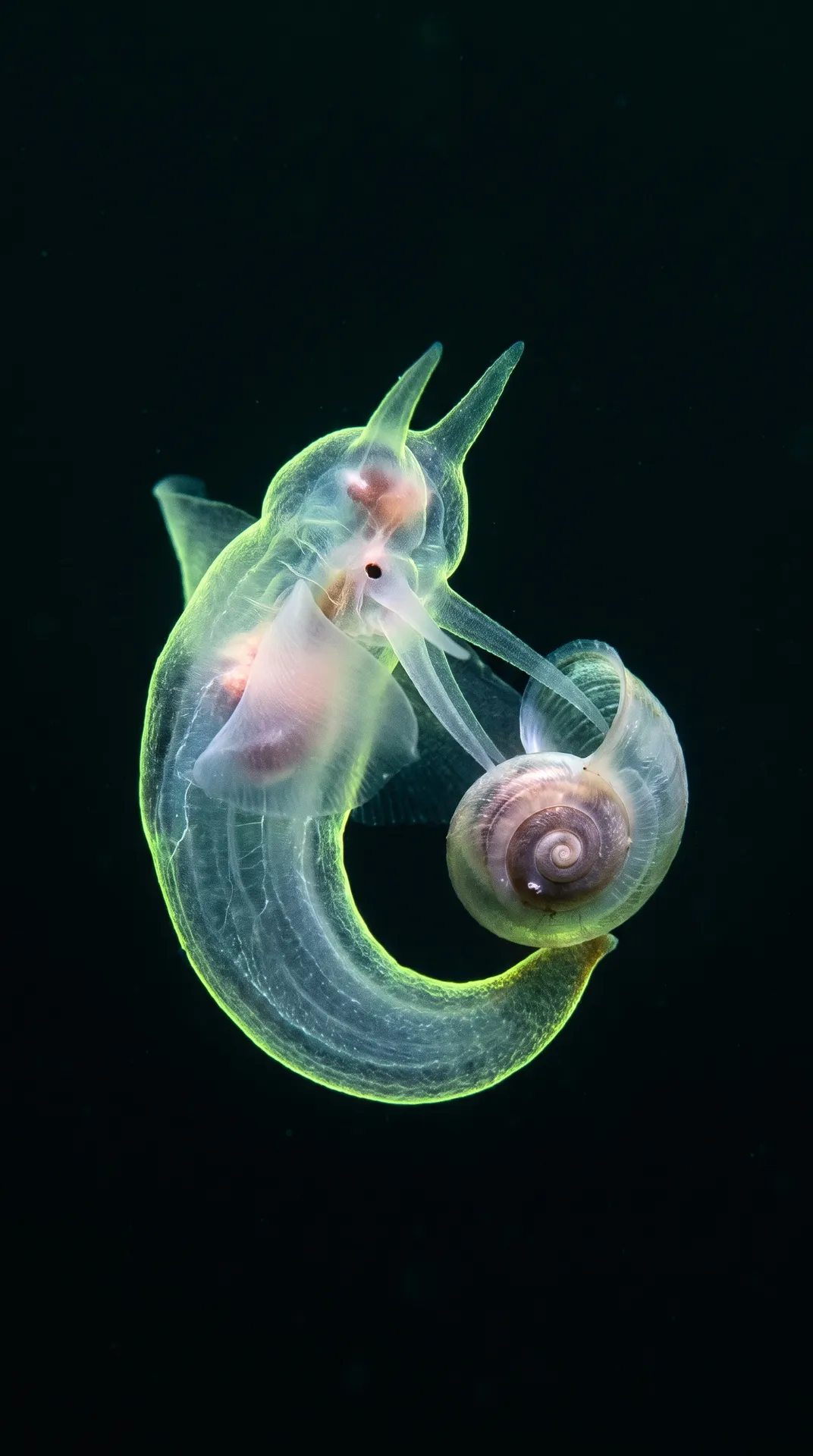 Sea Angel 3