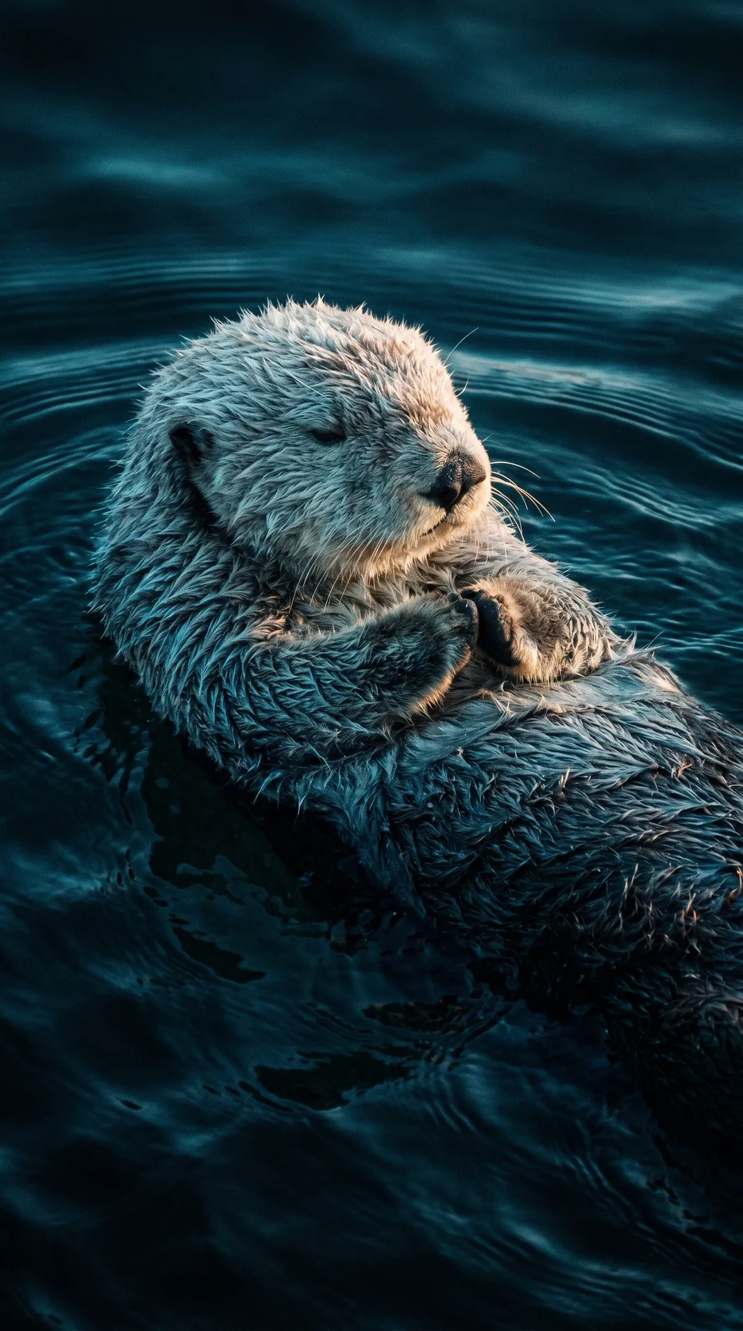 Sea Otter