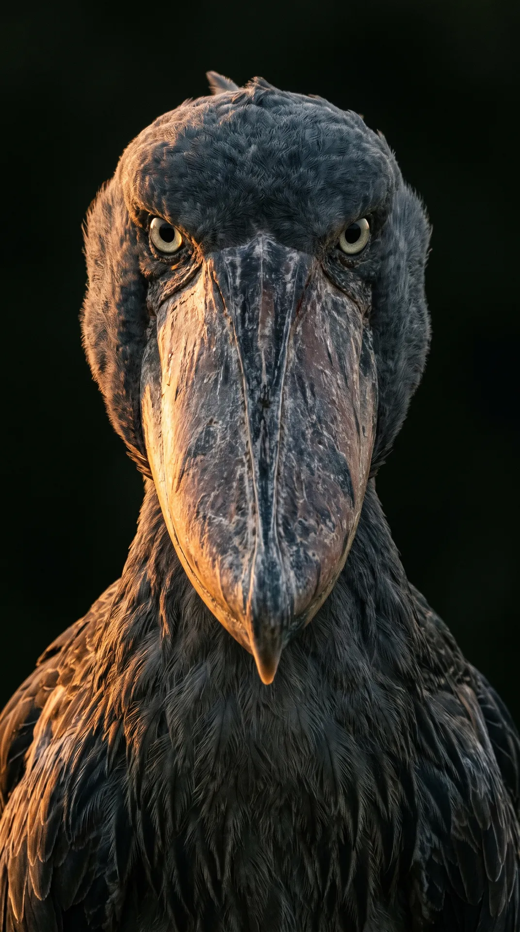 Shoebill Stork