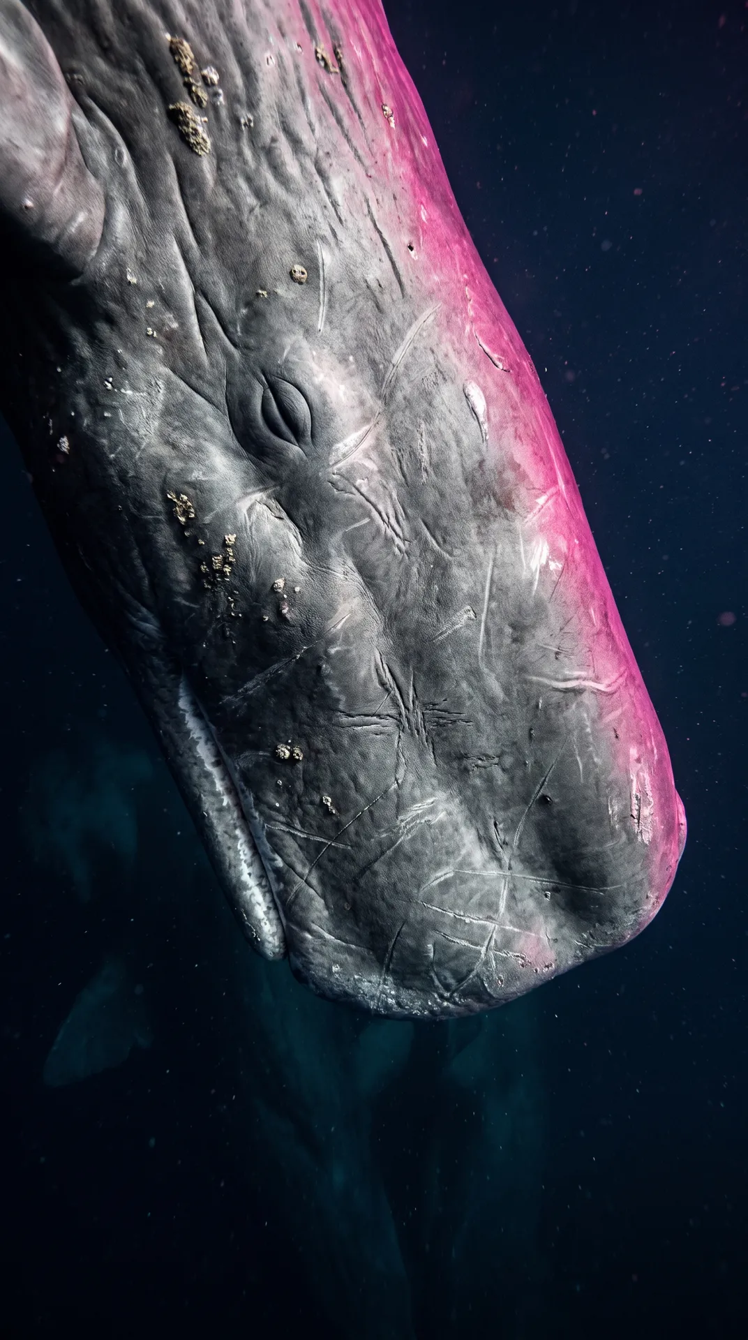 Sperm Whale 2