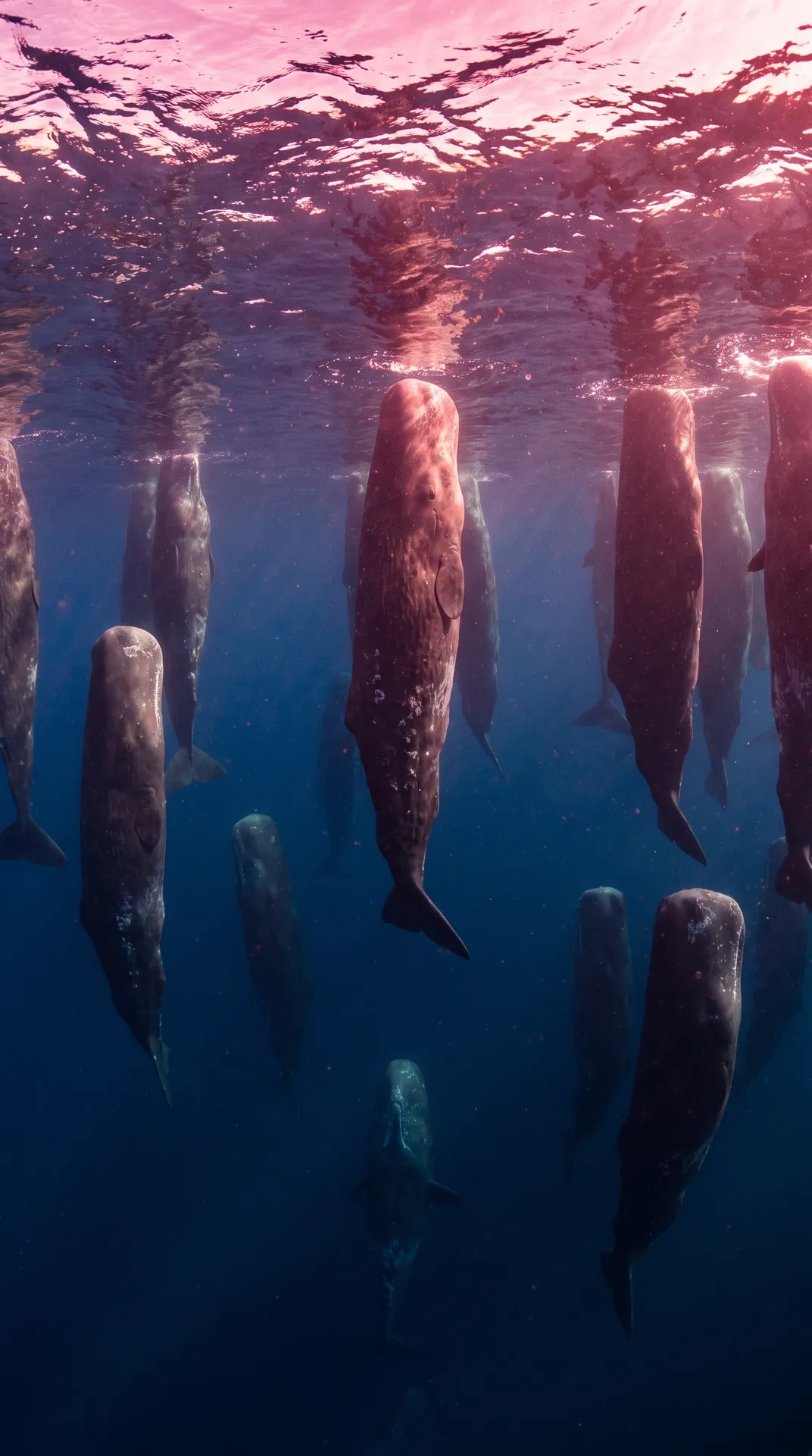 Sperm Whale 3