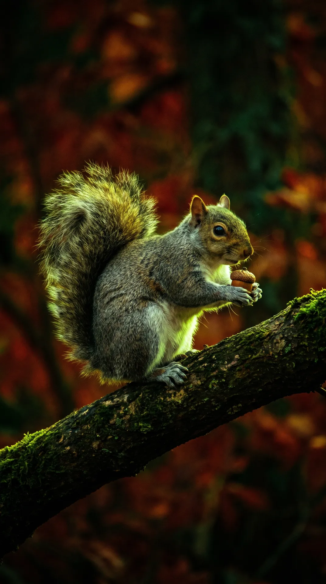 Squirrel