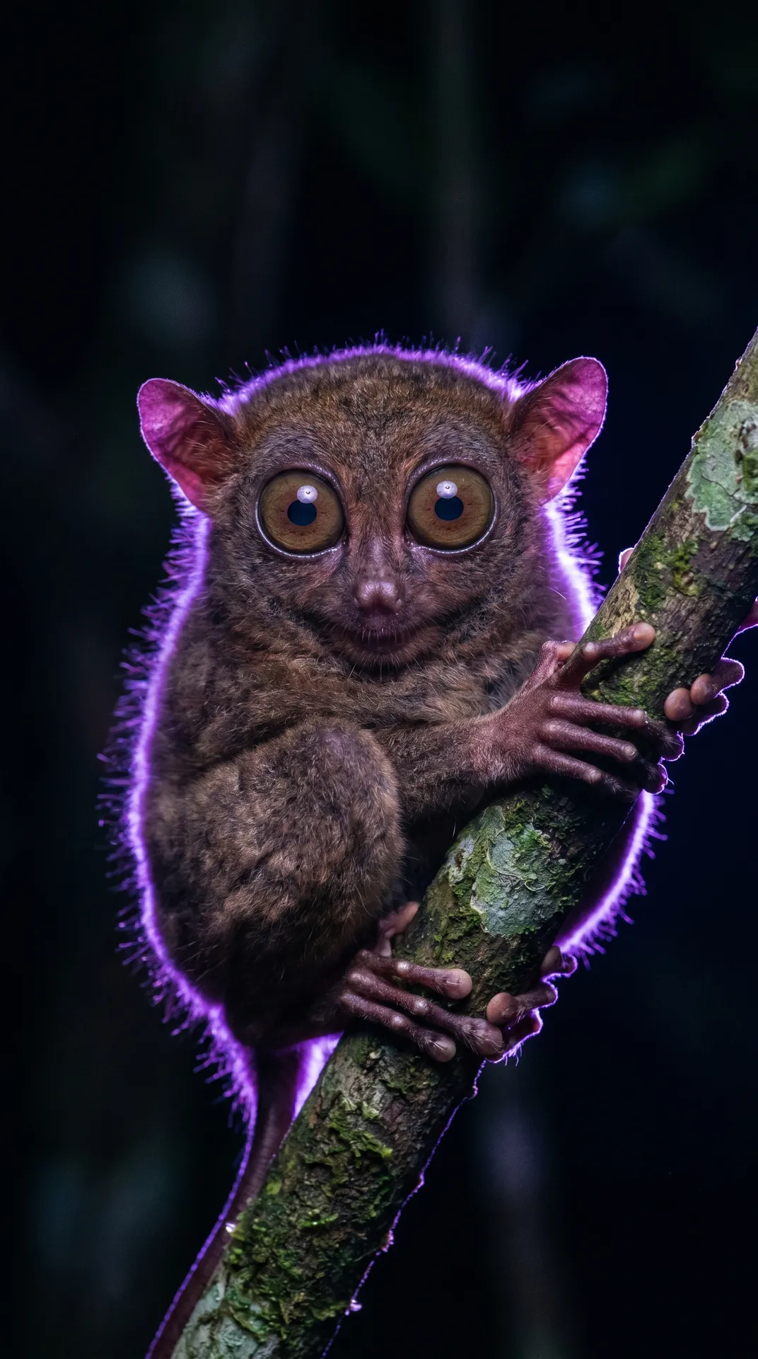 Tarsier