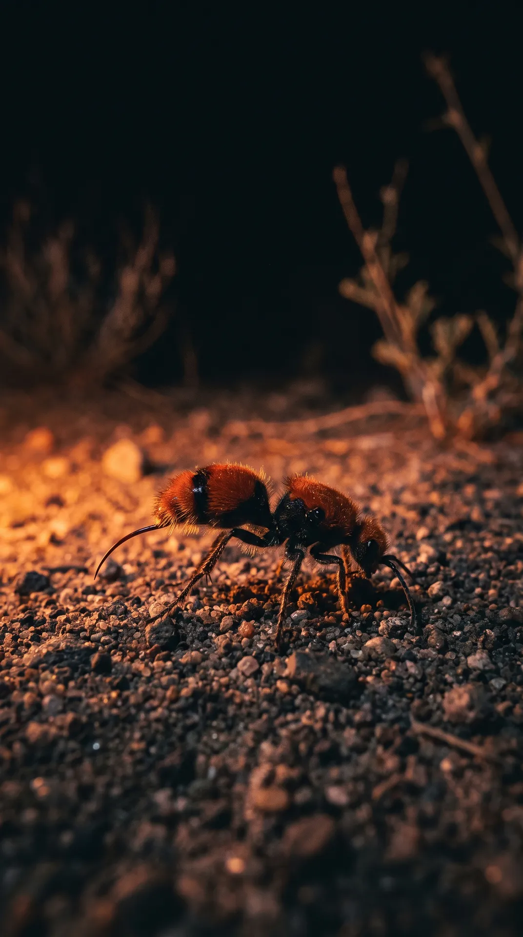 Velvet Ant 3