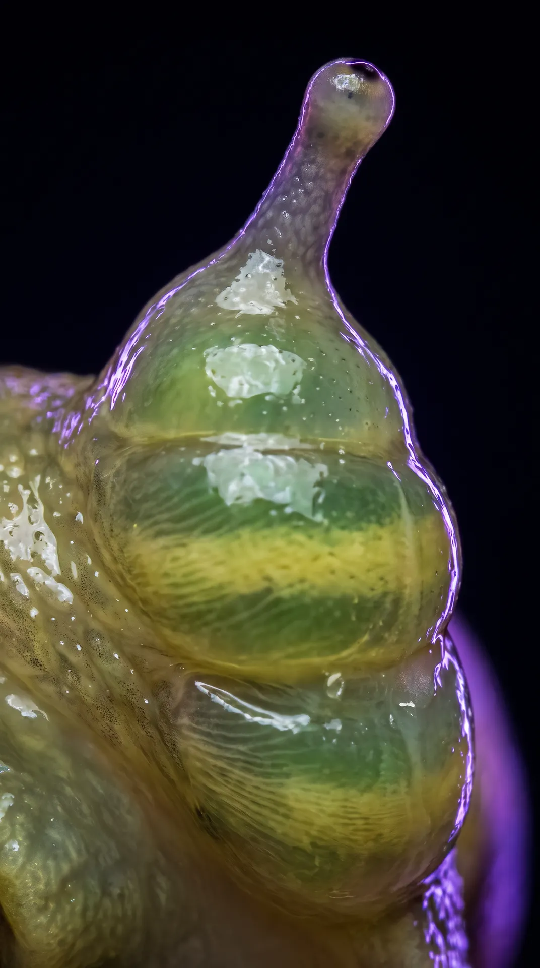 Amber Snail 2