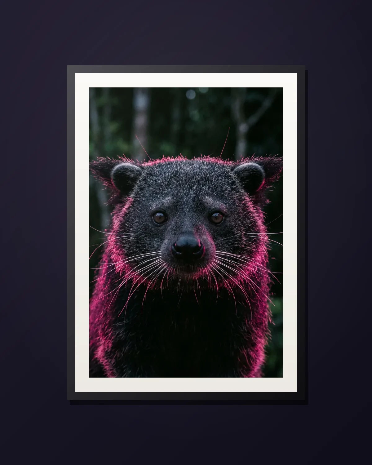 Binturong — framed Binturong art print