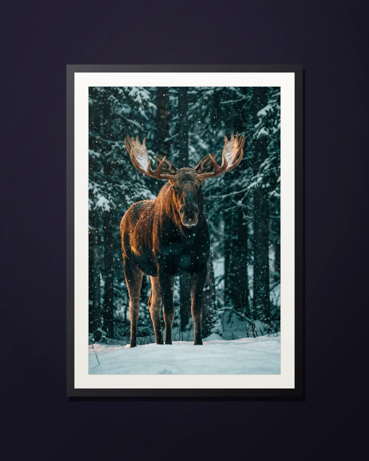 Bull Moose — framed Moose art print