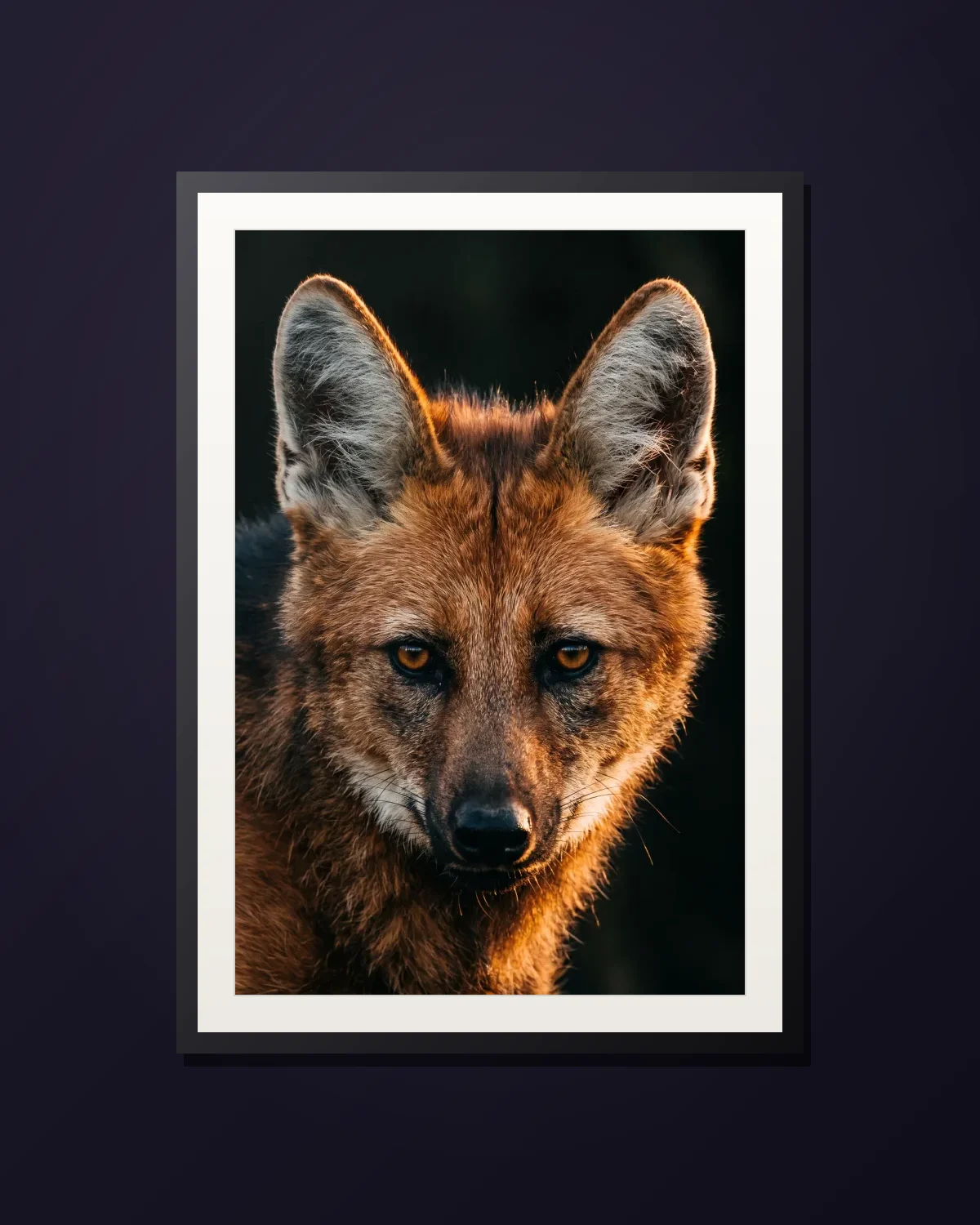 Maned Wolf — framed Maned wolf art print