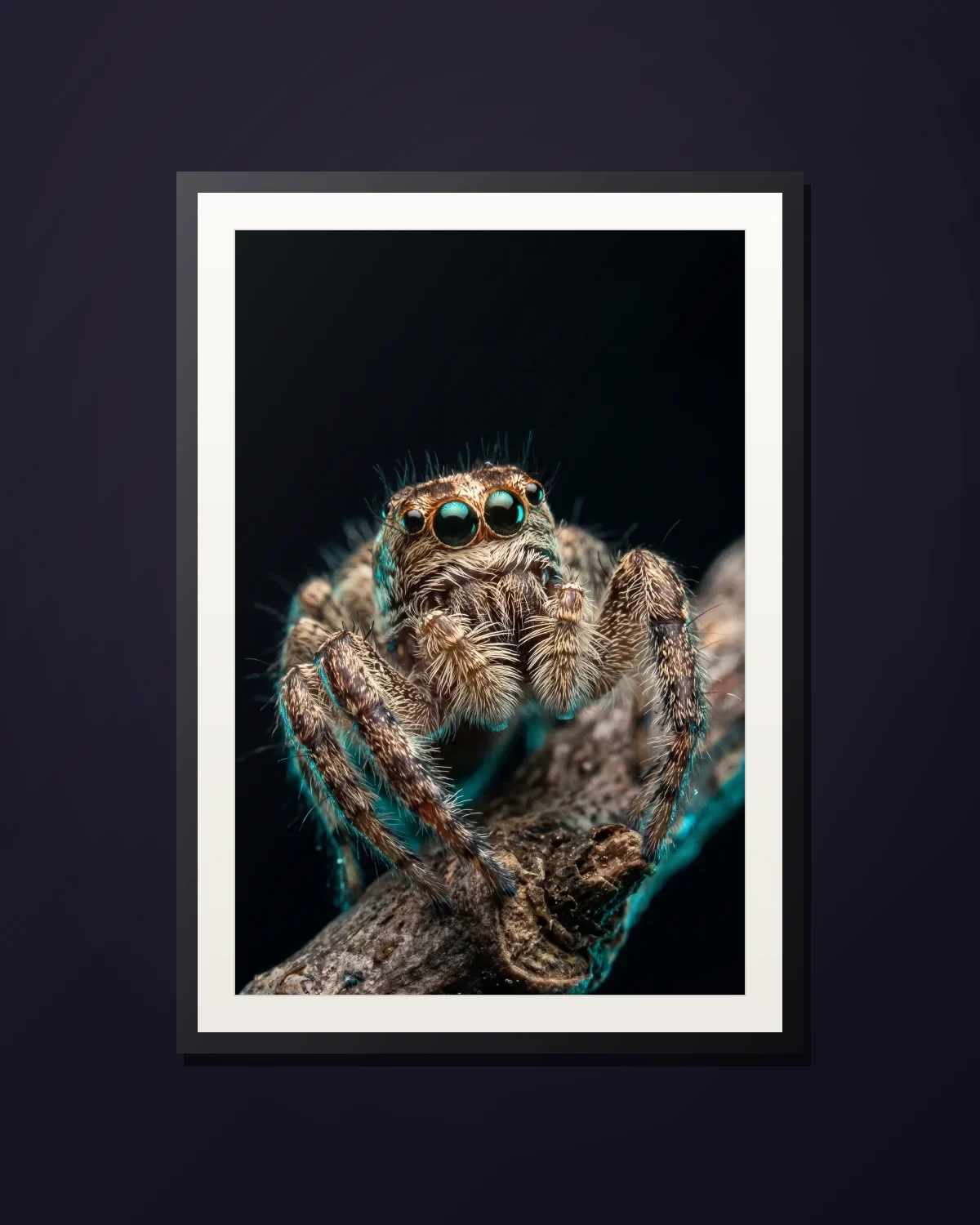 Portia — framed Portia jumping spider art print
