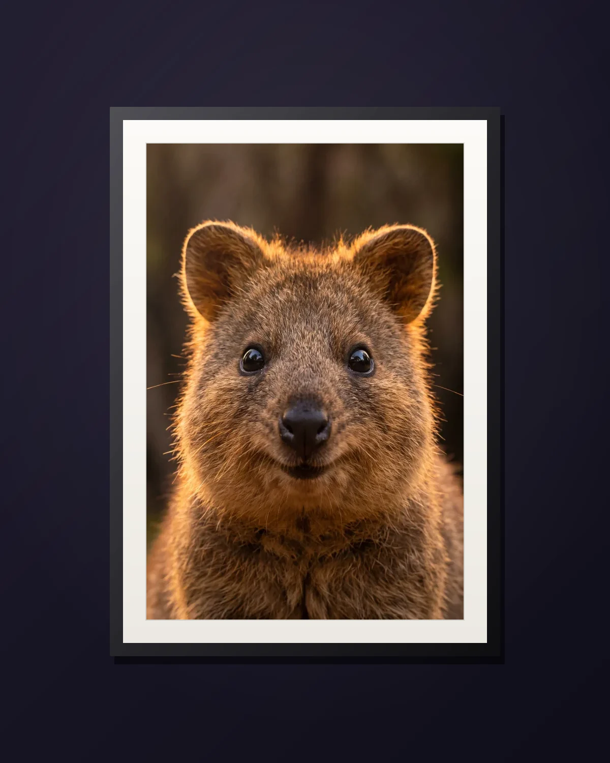 Quokka — framed Quokka art print